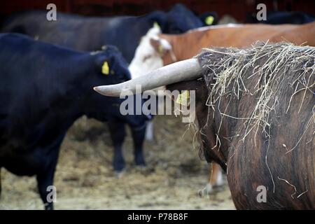 Bull occhiatura suo harem. Bull è scozzese tradizionale chiamato razza Highland bestiame. Foto Stock