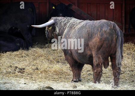 Bull occhiatura suo harem. Bull è scozzese tradizionale chiamato razza Highland bestiame. Foto Stock