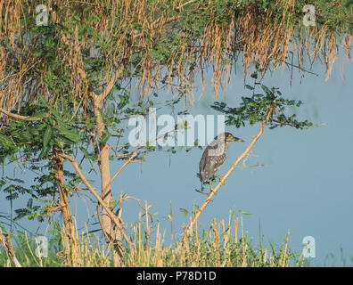 I capretti nitticora Nycticorax nycticorax uccello selvatico si è levato in piedi sul ramo di albero da banca di fiume con lamelle di erba in primo piano Foto Stock