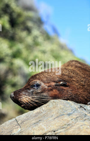 La pelliccia neozelandese riposa sulle rocce della costa occidentale, Isola del Sud Foto Stock