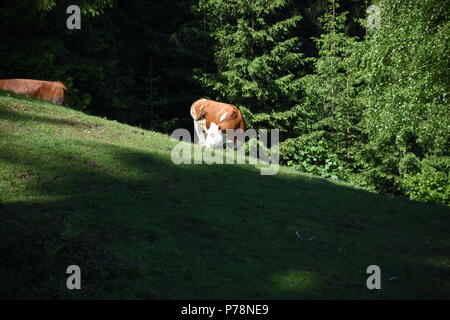 Hohe Tauern bei Niedernsill Salzachtal Kitzsteinhorn Foto Stock