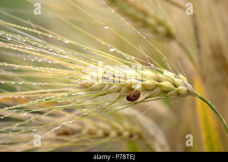 Golden testa di frumento con coccinella Foto Stock