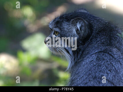 In Asia centrale del Pallas cat o manul cat (Otocolobus manul, Felis manul) in primo piano Foto Stock