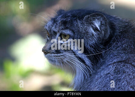 In Asia centrale del Pallas cat o manul cat (Otocolobus manul, Felis manul) in primo piano Foto Stock