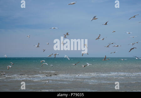 I gabbiani sulla riva del mare a Stroud Foto Stock