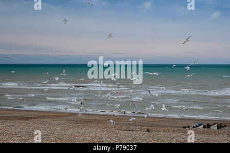 I gabbiani sulla riva del mare a Stroud Foto Stock