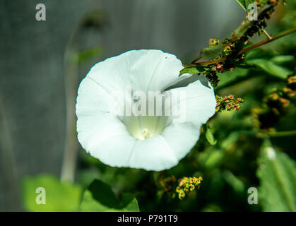 Fiori Selvatici nel cortile sul retro dello stato di Washington Foto Stock