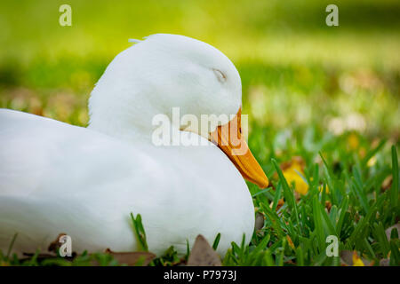 Close up ritratto su un pekin anatra seduta in erba con gli occhi chiusi in una giornata di sole in Florida. Foto Stock