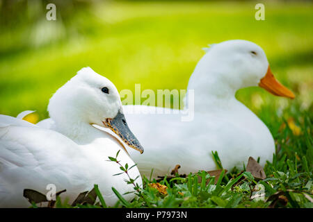 Close up ritratto su due pekin anatre fianco a fianco in seduta erba, uno con becco grigio gli altri con arancio becco. Foto Stock