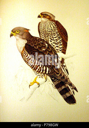 Cuckoo-Hawk africana (Aviceda cuculoides) . 14 Febbraio 1912 11 Aviceda cuculoides00 Foto Stock
