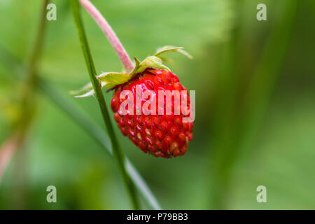 Unico rosso fragole in un verde sfocata bush Foto Stock