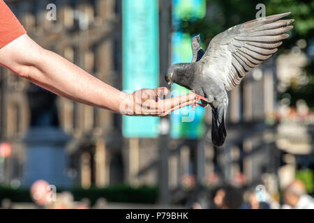 Piccioni alimentare dalla mano a George Square, Glasgow Foto Stock