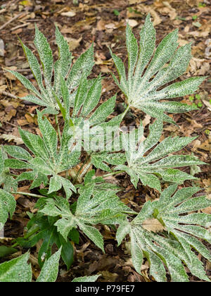 Grande, bianco screziato, foglie palmate di hardy arbusto sempreverde, Fatsia japonica "ragno del Web" Foto Stock