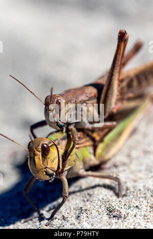 Nuova Zelanda cavallette (Phaulacridium marginale) sulle dune di sabbia Foto Stock