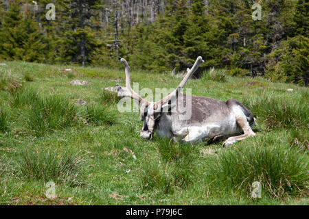 In una calda giornata di sole un Caribou Coffee Company stabilisce in un campo Foto Stock