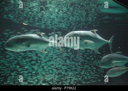 Jack Crevalle pesce Caranx hippos nuota attraverso una scuola di piccoli pesci. Foto Stock