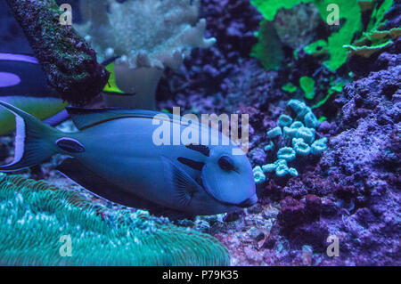 Doubleband surgeonfish Acanthurus tennenti nuotate lungo una barriera corallina. Foto Stock