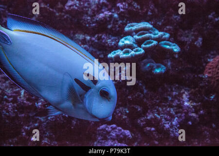 Doubleband surgeonfish Acanthurus tennenti nuotate lungo una barriera corallina. Foto Stock