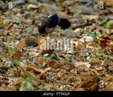 Il kalij fagiano è un fagiano con occhi rossi che si trovano nelle foreste e canneti, specialmente nei foothills dell'Himalaya, North Indian foreste Foto Stock