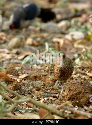 Il kalij fagiano è un fagiano con occhi rossi che si trovano nelle foreste e canneti, specialmente nei foothills dell'Himalaya, North Indian foreste Foto Stock