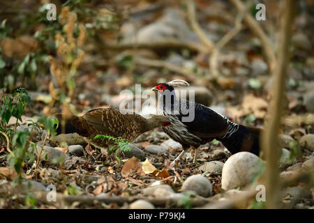 Il kalij fagiano è un fagiano con occhi rossi che si trovano nelle foreste e canneti, specialmente nei foothills dell'Himalaya, North Indian foreste Foto Stock