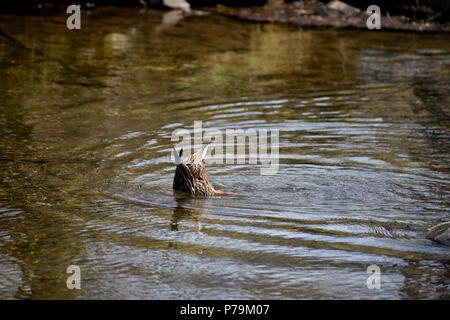 Un Diving Duck Foto Stock