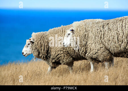 Pecora con piena vello di lana pronti per la stagione estiva la tranciatura, Nuova Zelanda Foto Stock