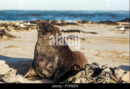 Nuova Zelanda Sea Lion a Cannibal Bay di Otago, Nuova Zelanda Foto Stock