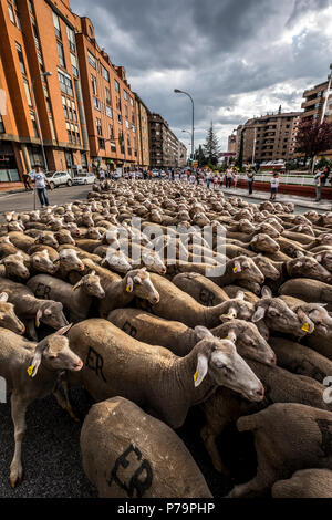 Sentieri della Transumanza con le ultime persone che si dedicano a questo lavoro in Spagna attraverso la regione di Soria. Foto Stock