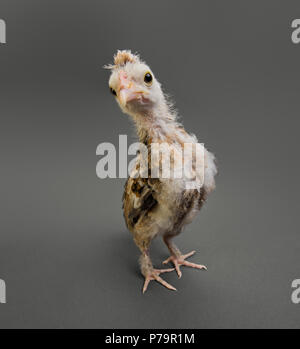 Un adolescente comose chick stand su sfondo grigio, close up, guardare su telecamera Foto Stock