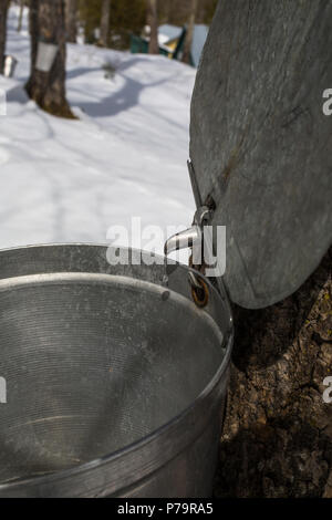 Foresta di acero con maple bucket di SAP su alberi, Eastern Townships, Vale Perkins, Quebec, Canada Foto Stock