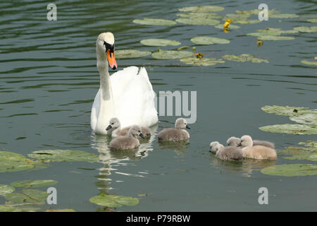 Cigno (Cygnus olor) con pulcini in acqua, Algovia, Baviera, Germania Foto Stock