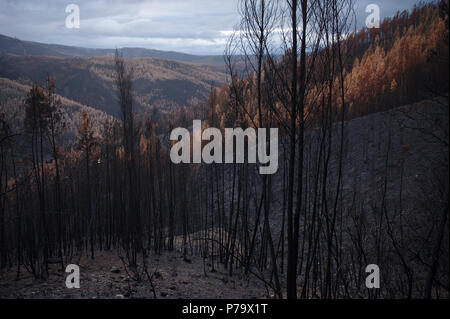 L'estate ha superato nelle regioni centrali del Portogallo e l'inverno è arrivato dopo la wilfires distruttiva che ha distrutto grandi aree di foresta. Foto Stock