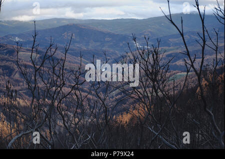 L'estate ha superato nelle regioni centrali del Portogallo e l'inverno è arrivato dopo la wilfires distruttiva che ha distrutto grandi aree di foresta. Foto Stock