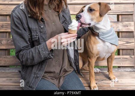 Rovinare il cane con gelato. Giovani femmine dà vaniglia cono gelato come trattare di staffordshire terrier cucciolo seduta sul banco di prova all'aperto Foto Stock