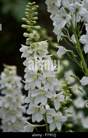 Delphinium elatum fiore bianco delphinium alpine fiori vicino la candela larkspur fiore in piena fioritura Foto Stock