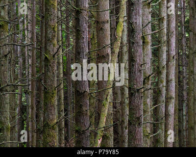 Western la cicuta e douglas fir foresta di conifere closeup in British Columbia canad Foto Stock
