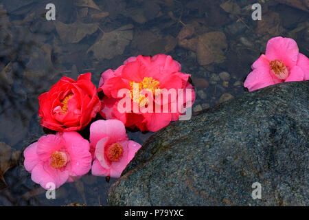 In Kamelienblueten Pfuetze, Camellia japonica, Japanische Kamelien Foto Stock