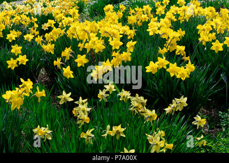 Gelbe Narzissen, Narcissus pseudonarcissus, Trompeten-Narzisse, Trompetennarzisse Foto Stock