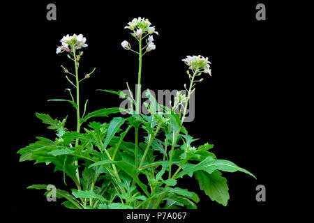 Wild Rocket bianco, Diplotaxis erucoides Foto Stock