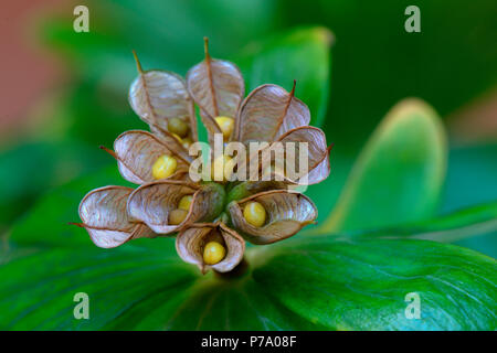 Winterling, Fruchtstand mit reifen geoeffneten Balgfruechten, Eranthis hyemalis Foto Stock