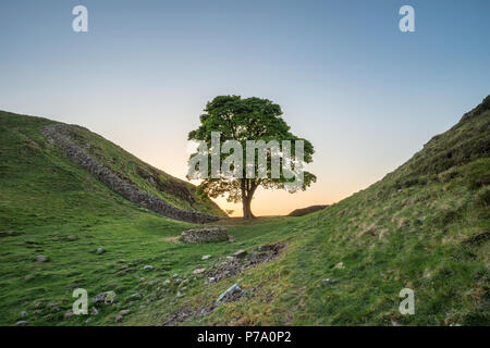 Lo straordinario paesaggio immagine del platano interstizio in corrispondenza del vallo di Adriano in Northumberland al tramonto con fantastiche tarda primavera luce Foto Stock