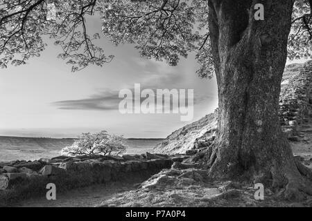 In bianco e nero eccezionali immagini del paesaggio del platano interstizio in corrispondenza del vallo di Adriano in Northumberland al tramonto con fantastiche tarda primavera luce Foto Stock
