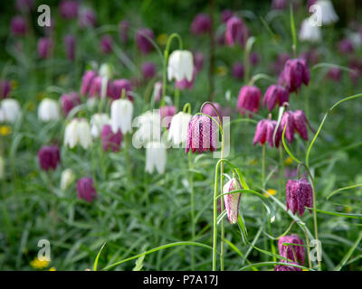 Eurasian specie di pianta flowering, Fritillaria meleagris, dalla famiglia Giglio. Comunemente noto come snake head fritillary. Norfolk, Regno Unito Foto Stock