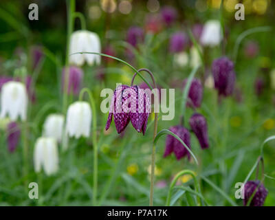 Eurasian specie di pianta flowering, Fritillaria meleagris, dalla famiglia Giglio. Comunemente noto come snake head fritillary. Norfolk, Regno Unito Foto Stock