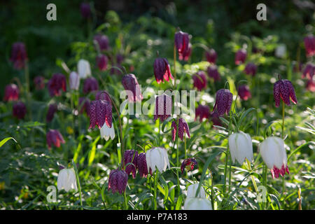 Eurasian specie di pianta flowering, Fritillaria meleagris, dalla famiglia Giglio. Comunemente noto come snake head fritillary. Norfolk, Regno Unito Foto Stock