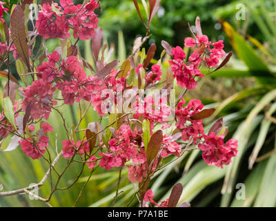 Rosso appariscente teste di seme della evergreen hop bush, Dodonaea viscosa Foto Stock