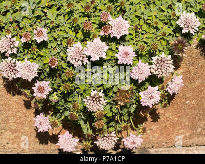 Grigio-verde fogliame e rosa fiori estivi del materassino formando il Parnaso scabious, Pterocephalus perennis Foto Stock