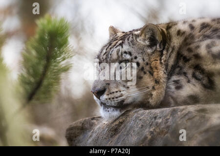 Un adulto snow leopard si appoggia nel sottobosco ma mantiene un occhio vigile sul suo ambiente circostante. Foto Stock