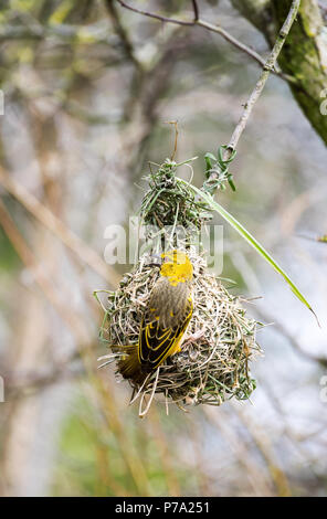 Femmina nera Tessitore a testa bird costruire un nido. Foto Stock